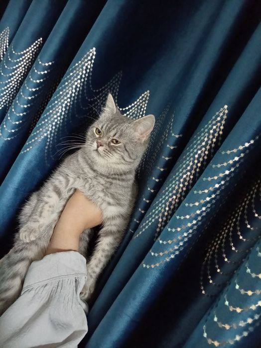 Mushuk sotiladi 7oylik