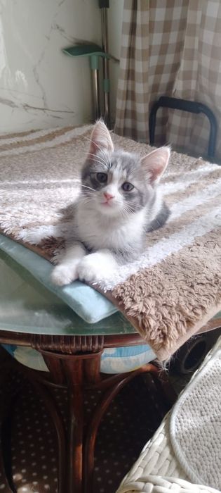 Отдам котенка в добрые руки