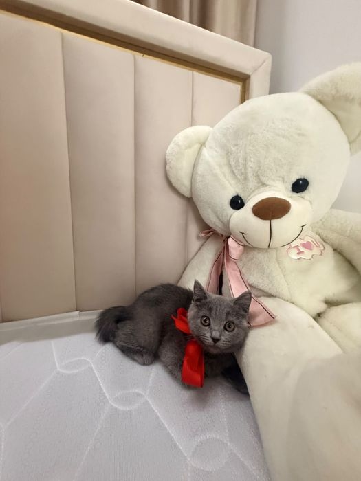 Кошка.