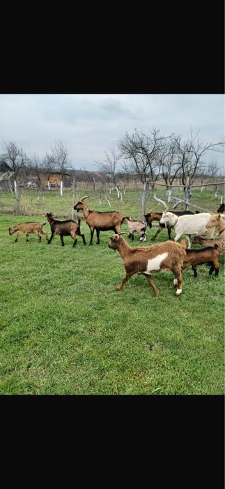 Capre  la a doua fatare