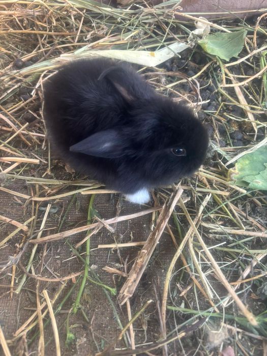 Vând iepuri cap de leu curcit cu iepure de casa