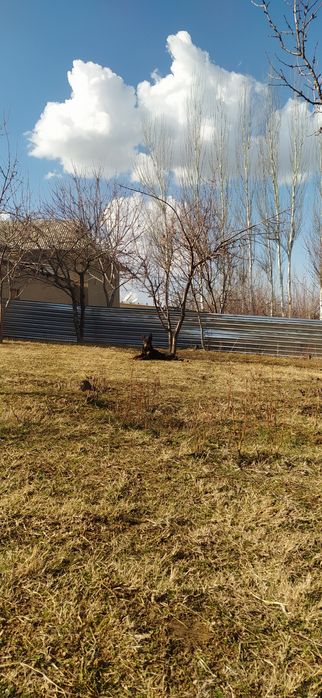 Doberman zotli it sotiladi