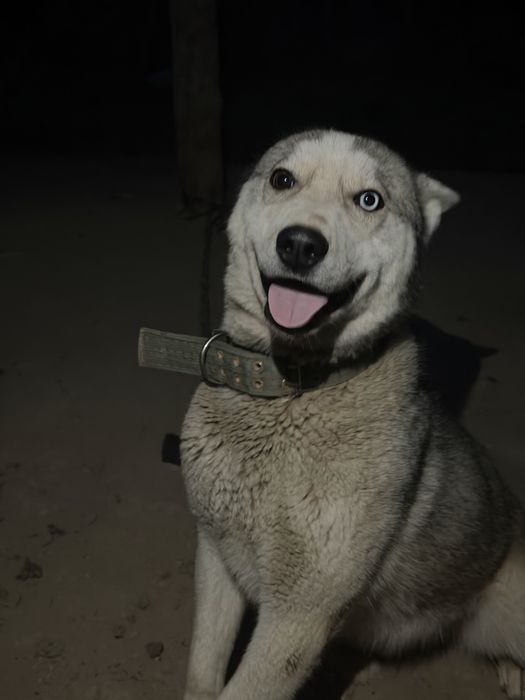 Нужна самка хаски