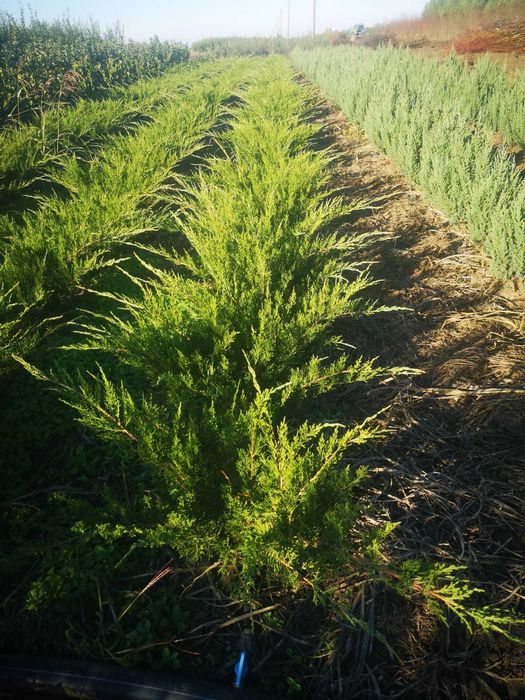Pepiniera Emma  - POMI FRUCTIFERI ALTOITI - Livram in toata Romania