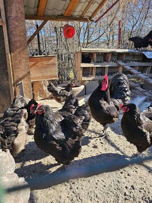 Ouă pentru incubat & Pui Australorp – rasă ouătoare 300 ouă/an