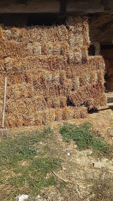 Baloți paie grâu,orz si ovaz