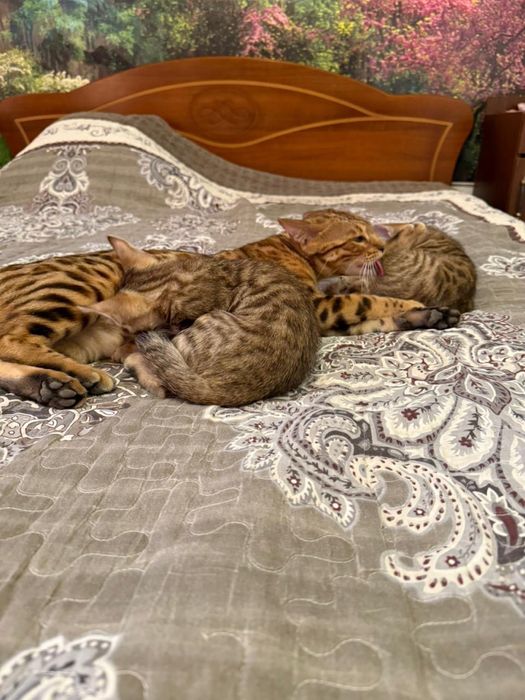 Бенгальские котята девочки