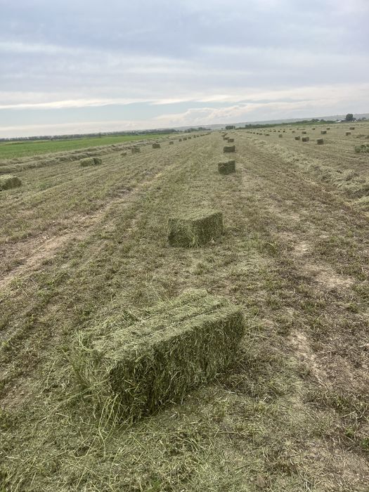 Люцерна сено продам