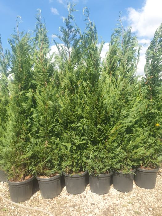 Vând plante ornamentale de diferite specii și livrez