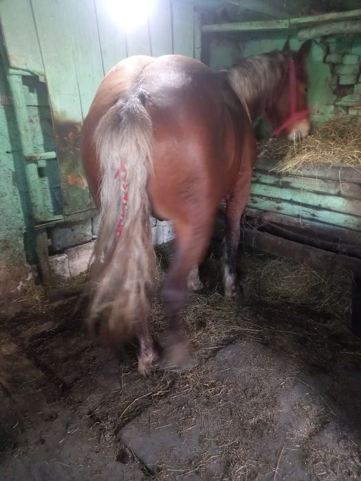 Vând sau schimb cu animale