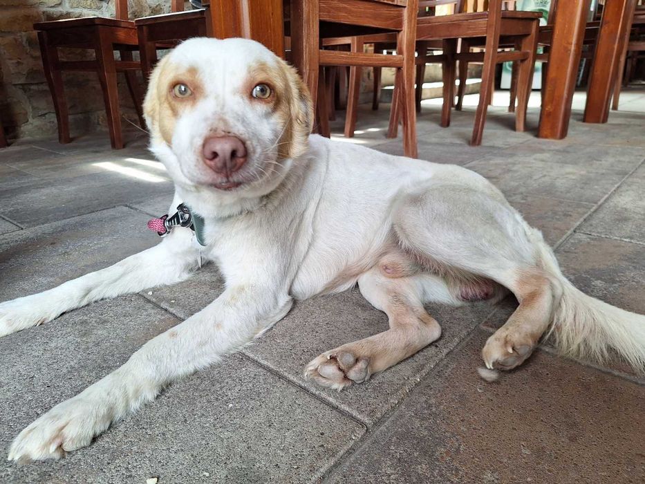 Подарява се кученце Съни