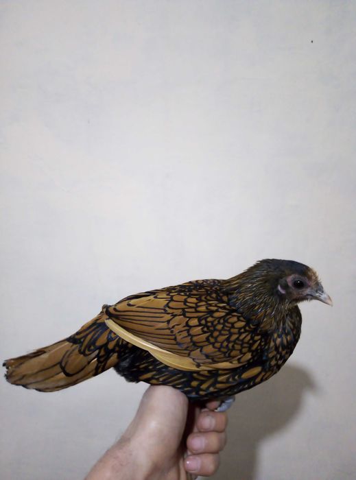 Сибрайт золотой товуклари сотилади(2та бор)