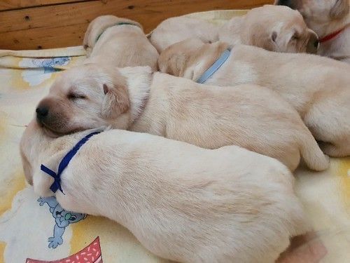 продам щенков лабрадора