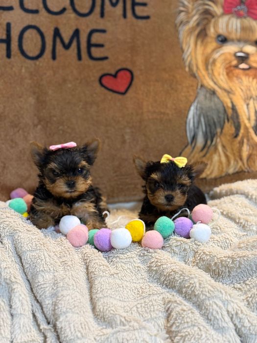 Йорки/Йоркширски териер