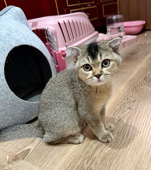 Кошка Scottish chinchilla Шиншилла 4 месяцев