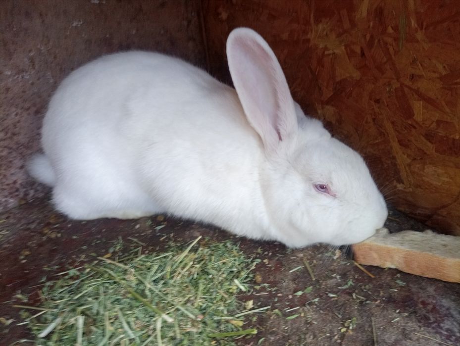 Қойан қойан қойан