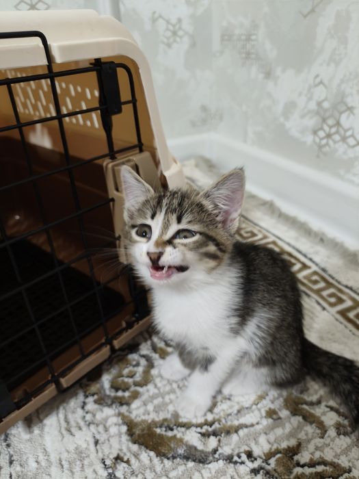 Mushuk 2oylik latok biladi qiz mushuk