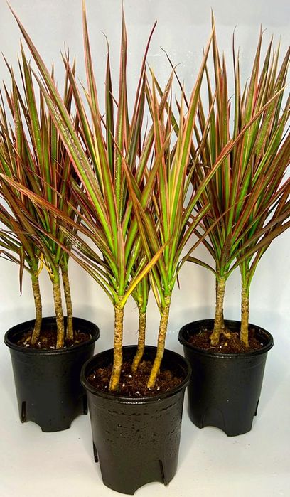 Драцена Маргината 40см 3500