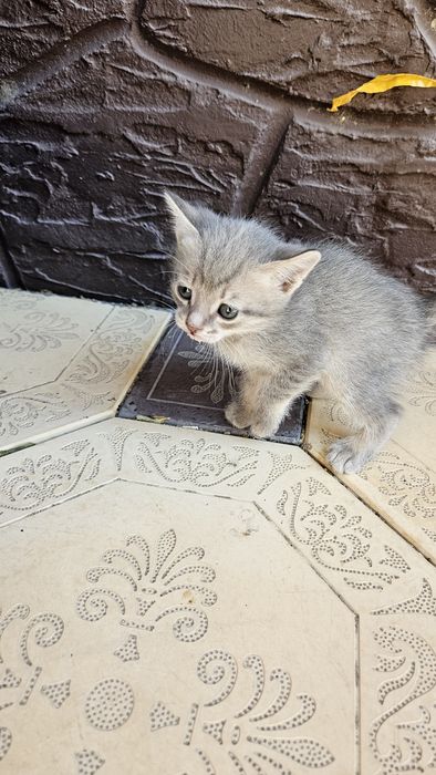 Котёнки продаются