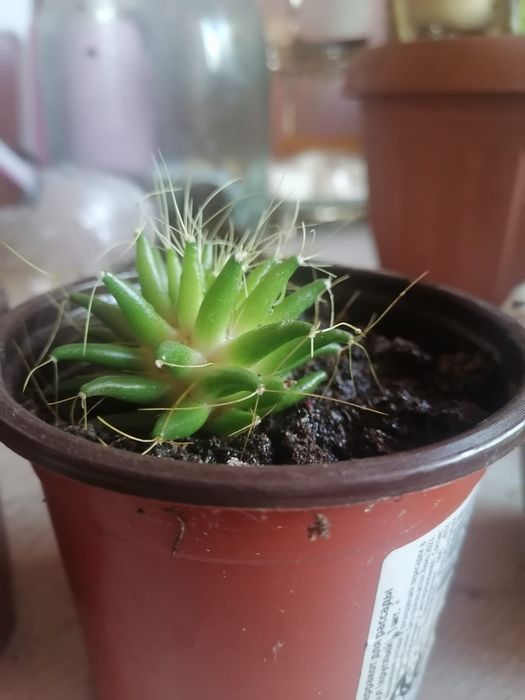 Продам кактус маммиллярия