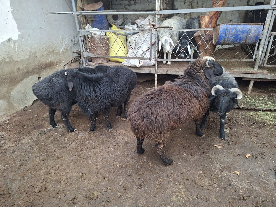 4та кучкор барала сотилади