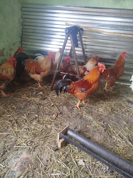 Петух на мясо продам