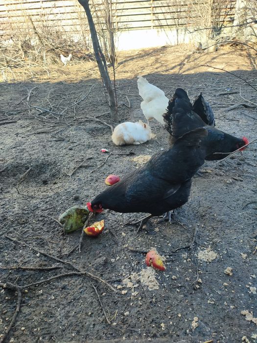 Ouă găini Australorp pentru incubat