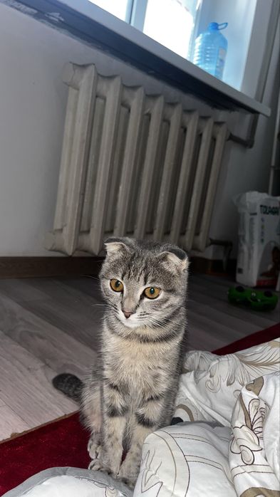 Кошки гарантия нет