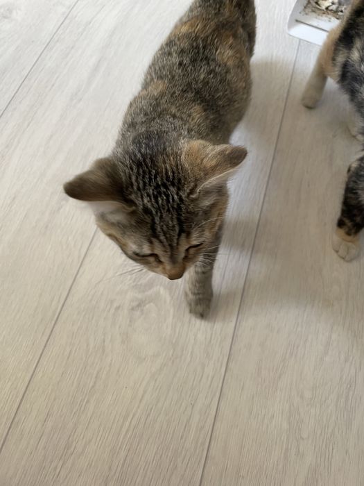 Отдам котят в добрые руки