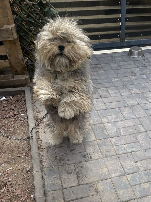 Donez metis bichon