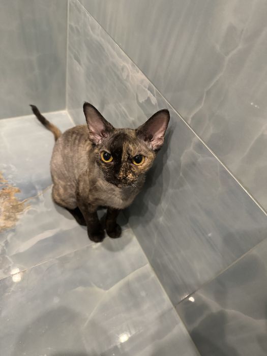 Котка,  devon rex