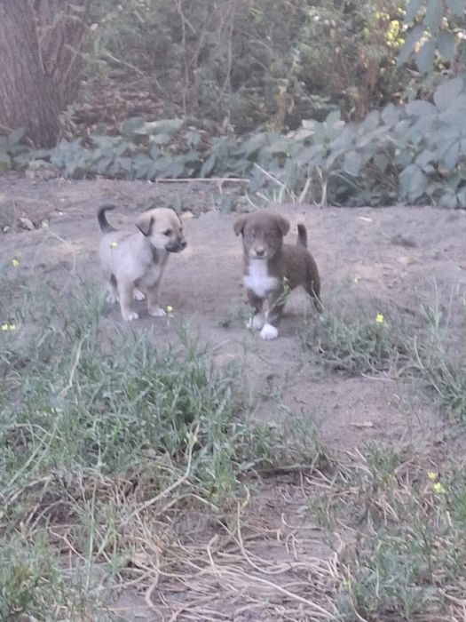 Отдам щенят в добрые руки!