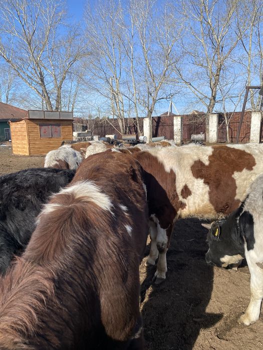 Продам быков на мясо/ на племя