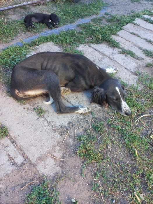 Продаются щенки тазы и сучку