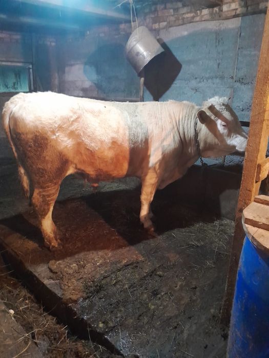 Продаётся семинтальский откормленный  бычок.