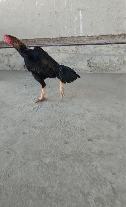 Issiq jinsiy aloqani aks ettiruvchi yangi Kama Sutra videolari