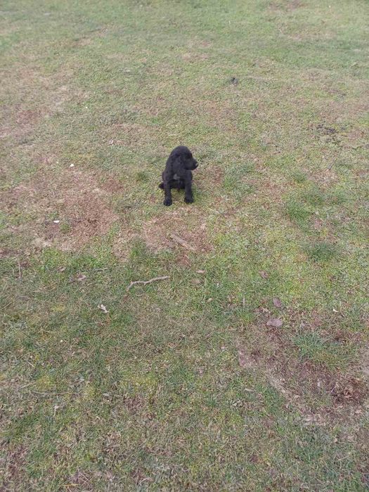 3 кученца курцхаар/кокер