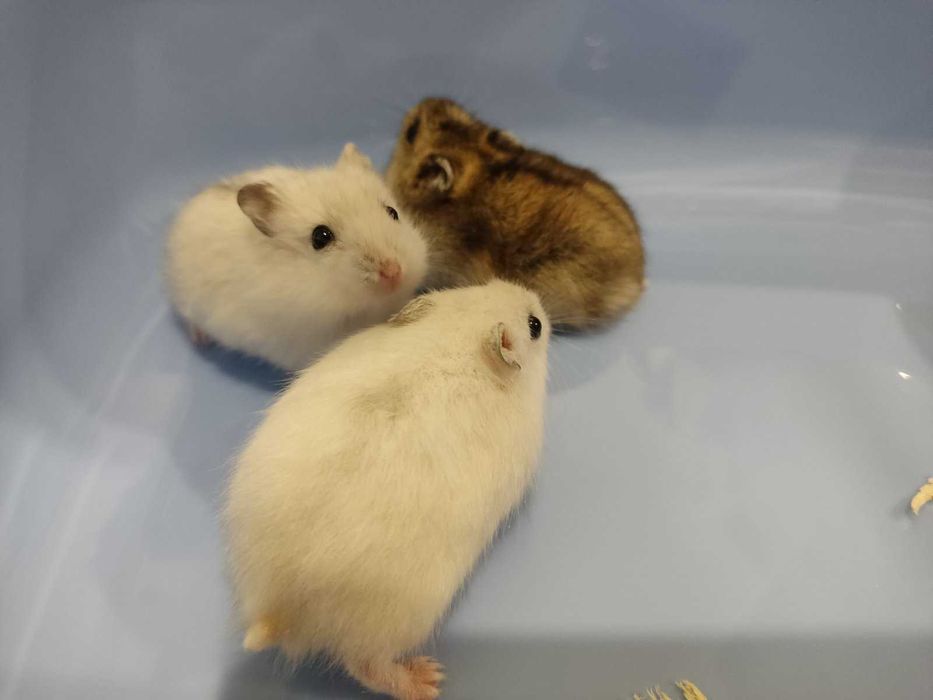 Мини хамстерчета