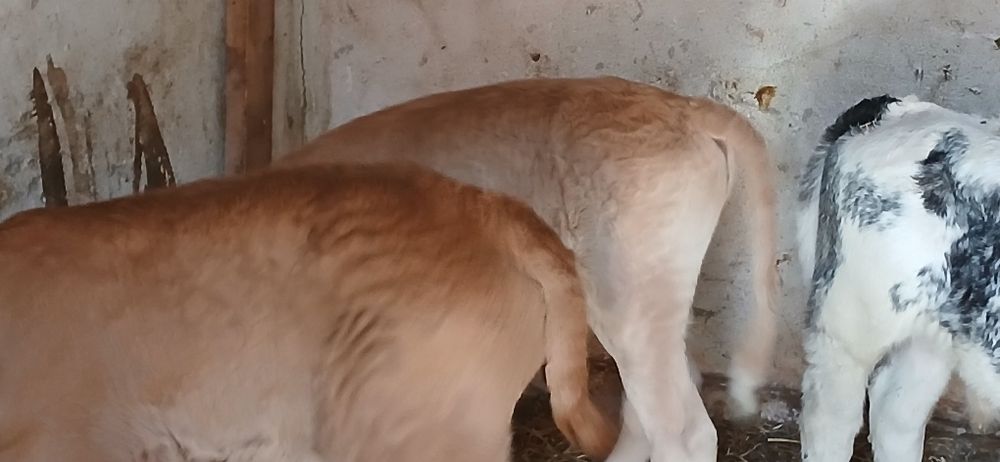 Vitei dela  3  saptamani-3 luni