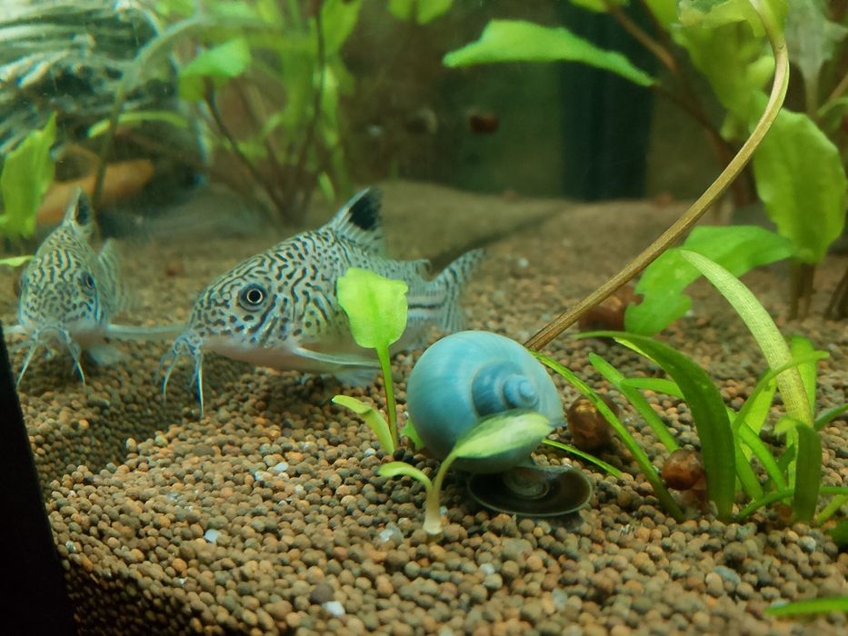 Продам каридорос Джули