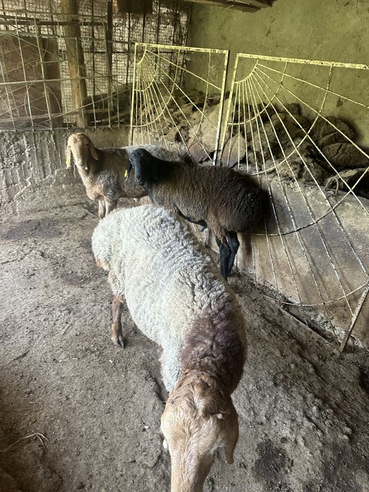 Кошкар сатылады 3 кошкар