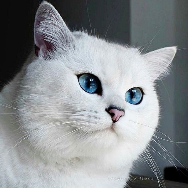 Британский КОБИ шиншилла