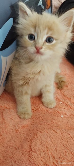 Отдам в добрые руки котенка