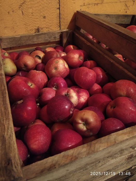 Продам яблоки сорт Американка