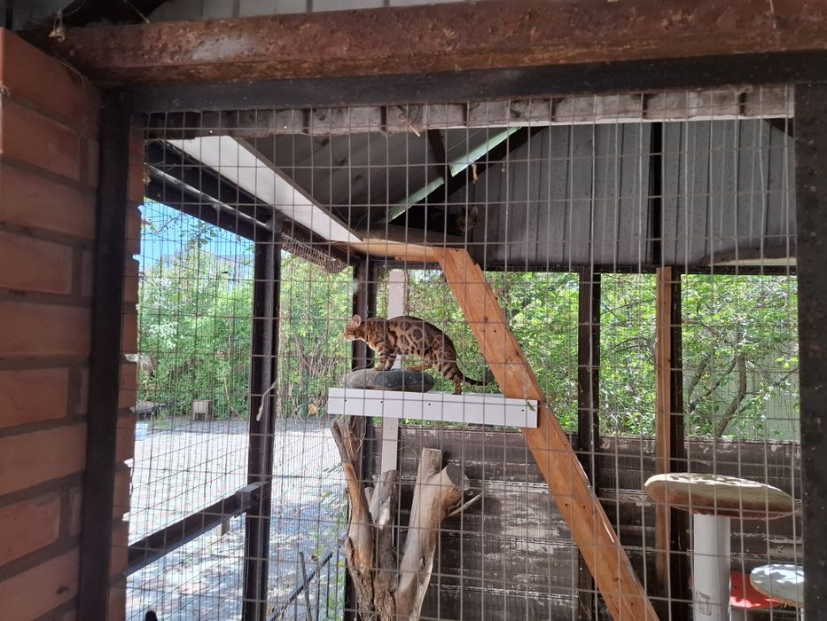 Бенгальские кошки
