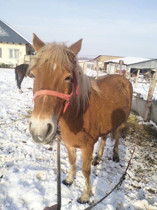 Үйірден бөлінбейді