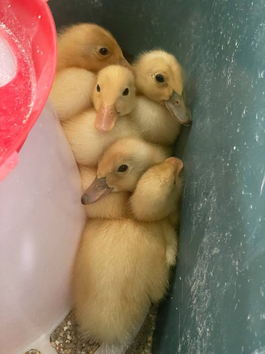 Vand ouă de rata indiana pentru consum/incubare