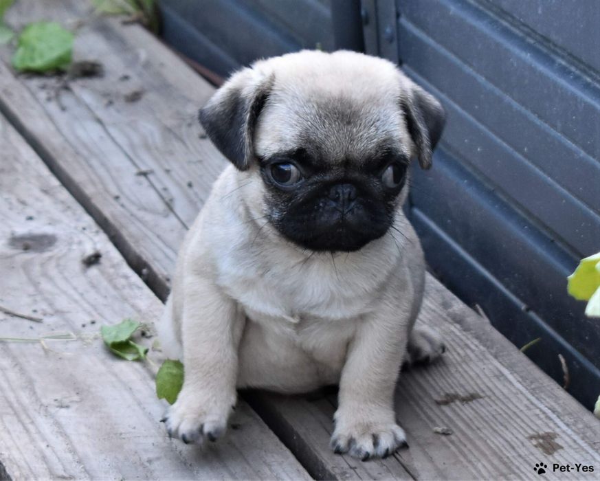 Милые щенки мопса