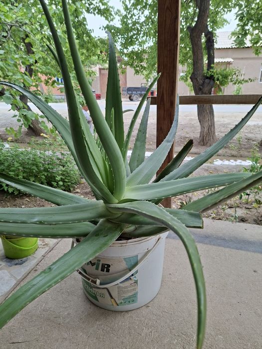 Aloe gul. Алоэ гул