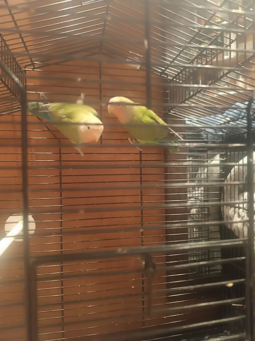 Vând pereche tânără de agaponis rosecolie